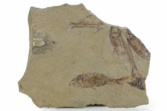 Fossil Fish (Gosiutichthys) Mortality Plate - Wyoming #357161